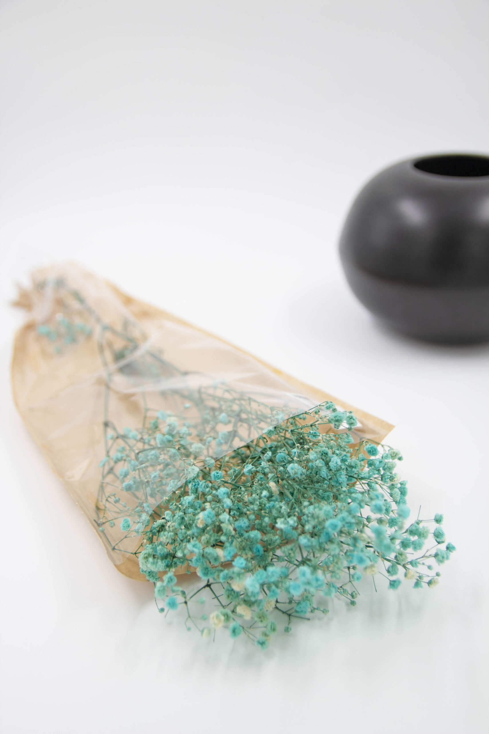 זר מיובש גיבסנית