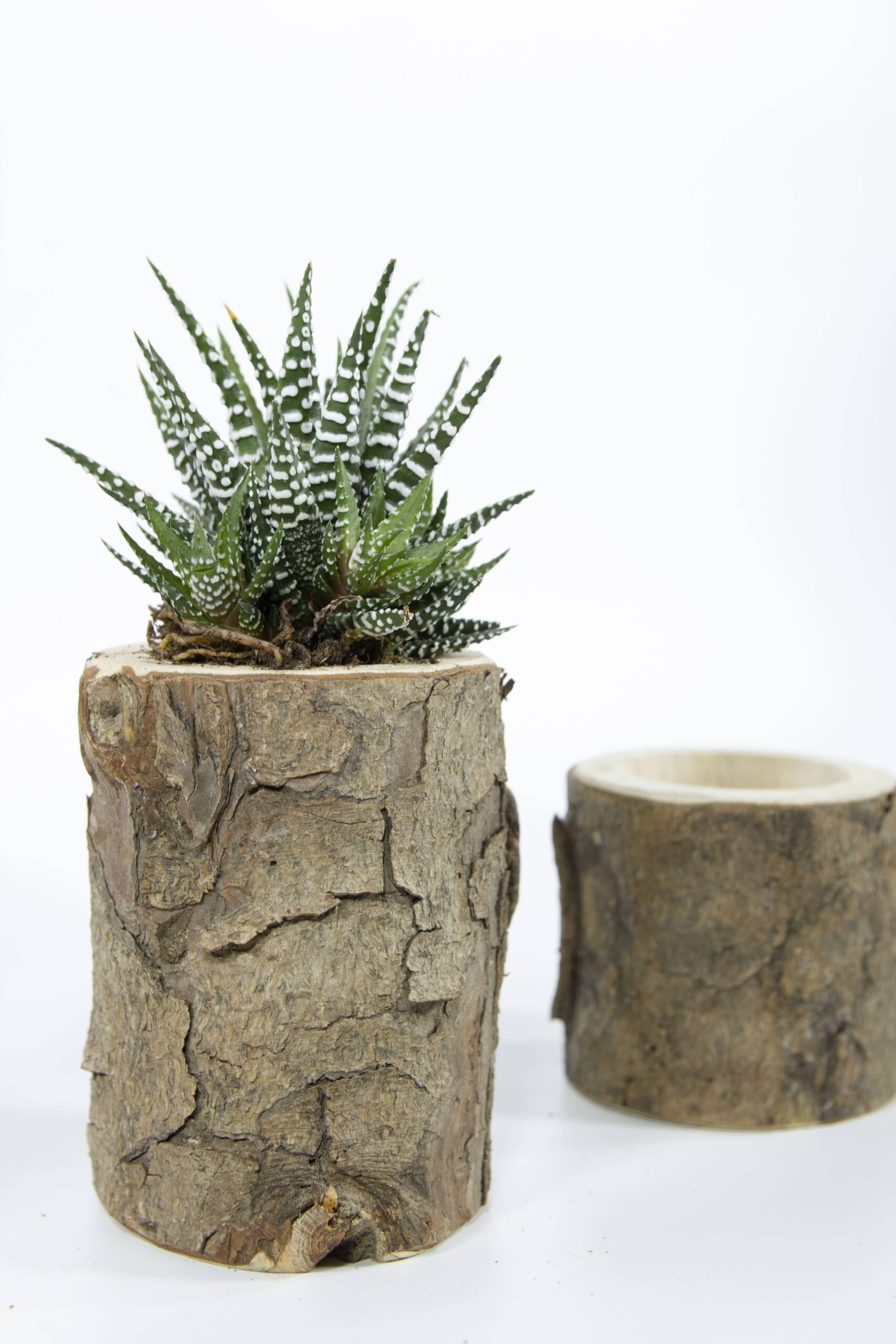 מעמד גזע עץ לנרות/ צמחייה מעמד גזע עץ לנרות/ צמחייה