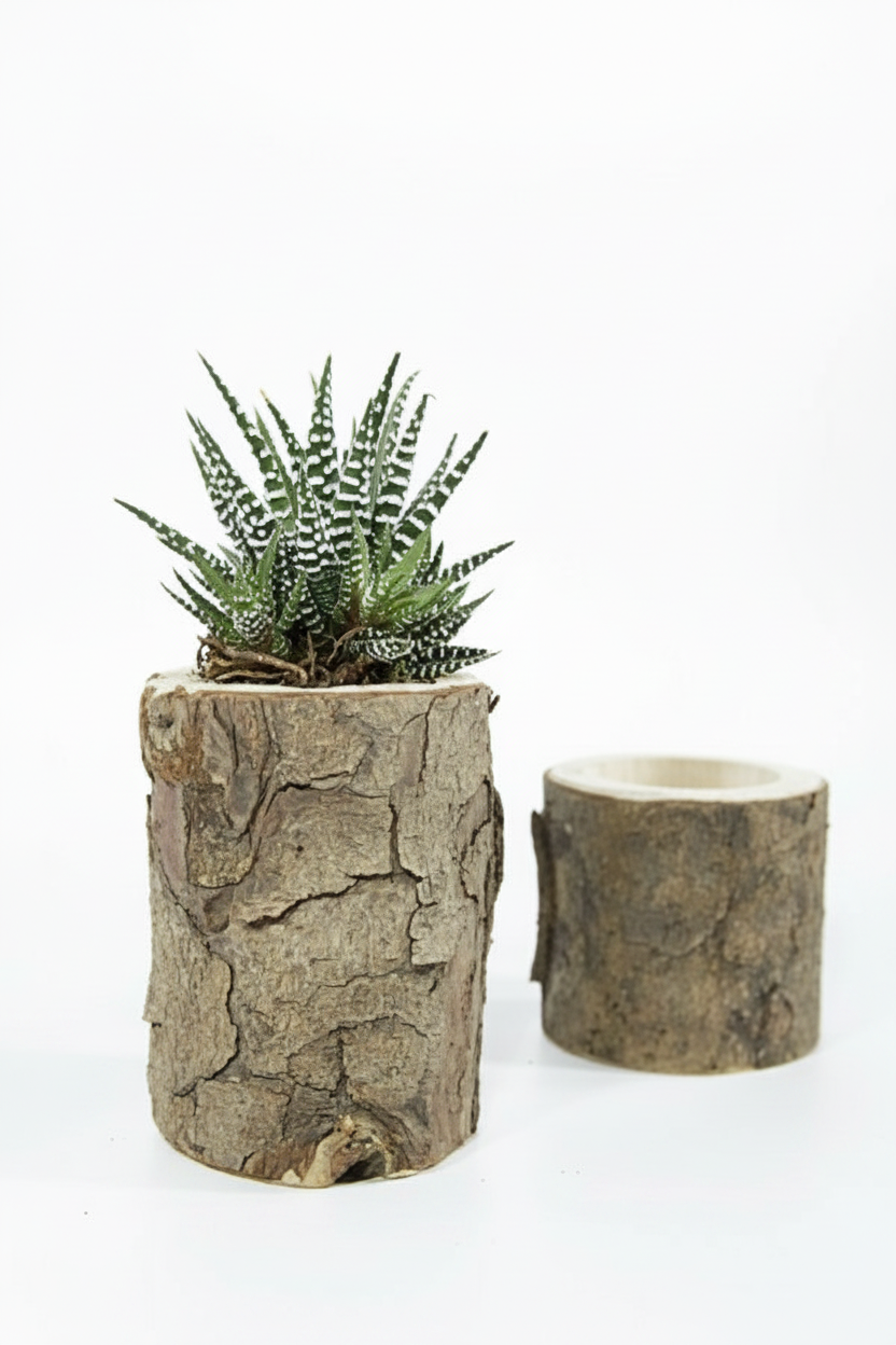 מעמד גזע עץ לנרות/צמחייה 8-9/15 סמ