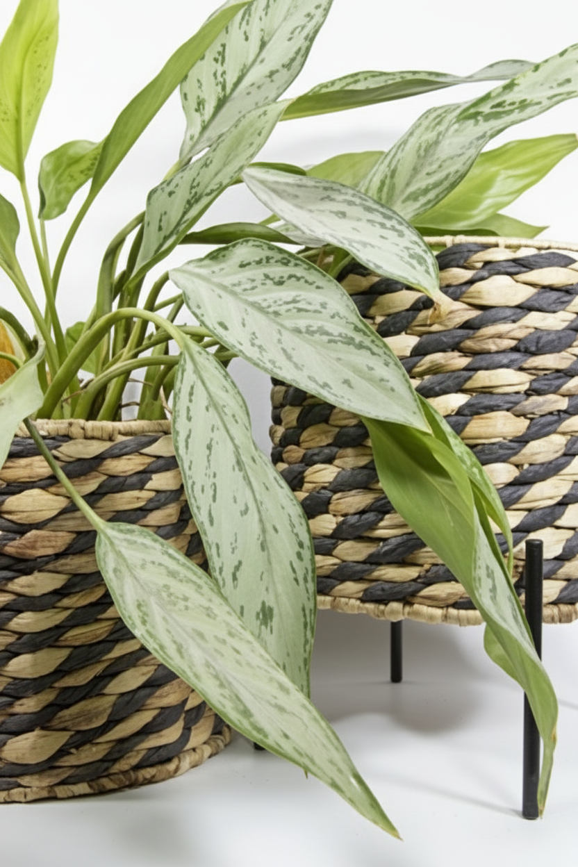 סלסאות MODERNI קש 24-29-34 סמ